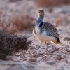 Drop hrivnaty - Chlamydotis undulata - Houbara Bustard o2347